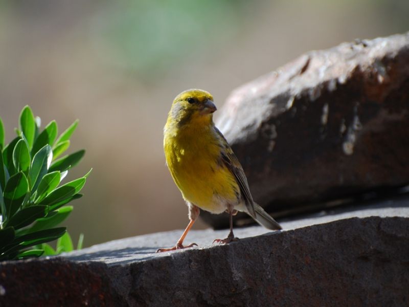 Canário da Terra Canario_Terra