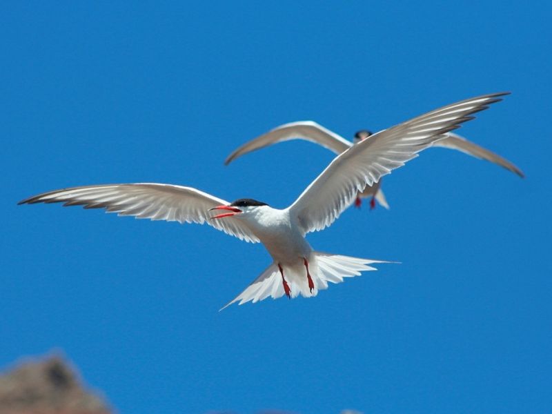 Garajau Comum Garajau_Comum