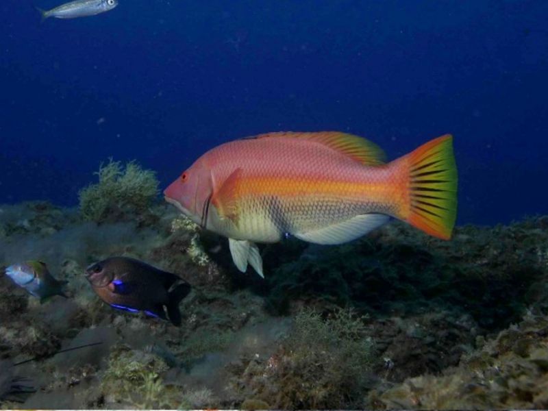 Peixe Cão Peixe_cao
