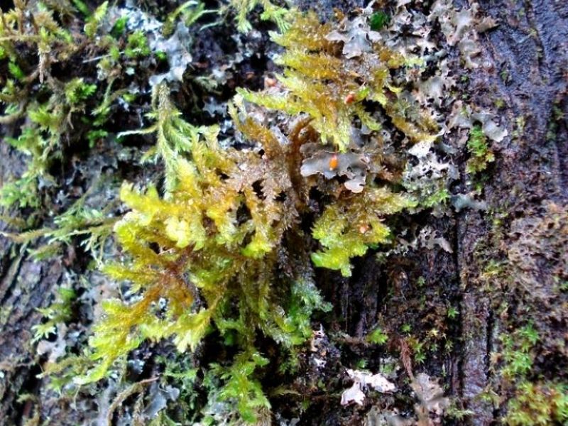 Briófitos epífitos Briofitos_epifitos