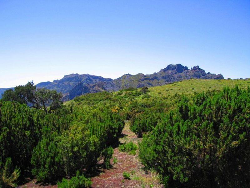 Urze Rasteira Urze_rasteira