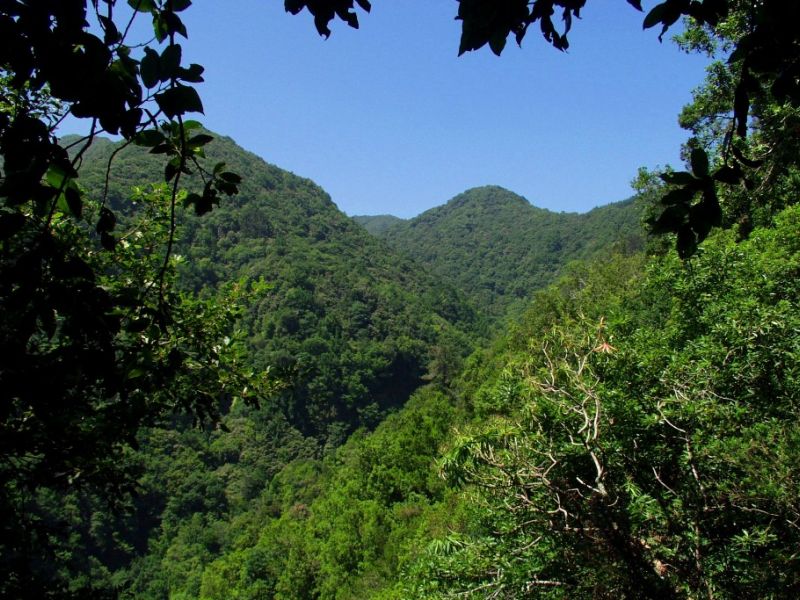 Laurissilva Laurissilva