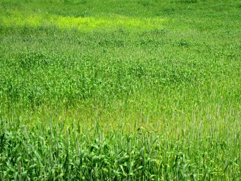 Campo de trigo Campo_trigo