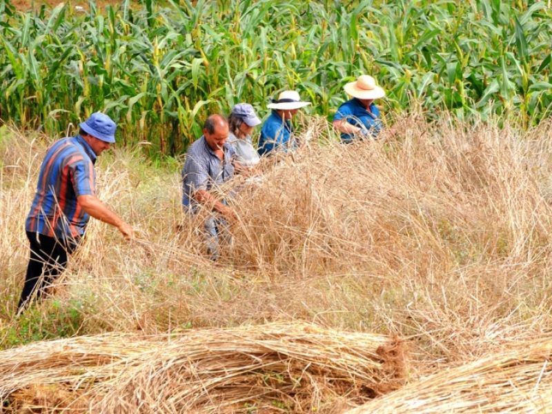 Colheita do Trigo Colheita_Trigo