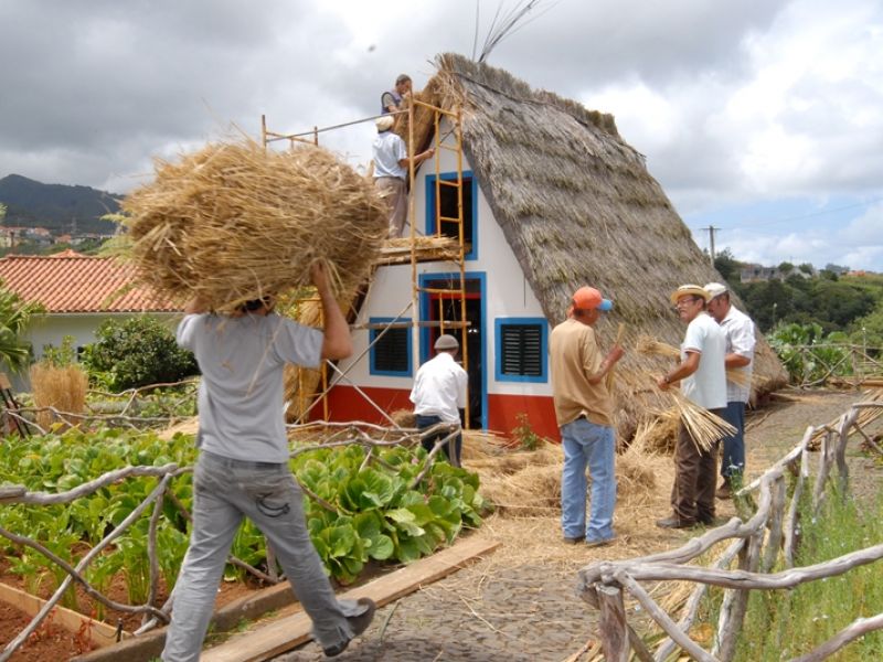 Substituição do colmo Substituicao_Colmo