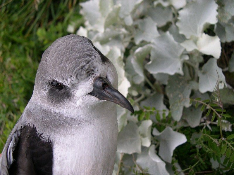 Freira-da-madeira Freira_madeira